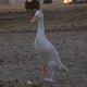 Peg ahora puede caminar y correr como un pato normal. Imagen: KAIT